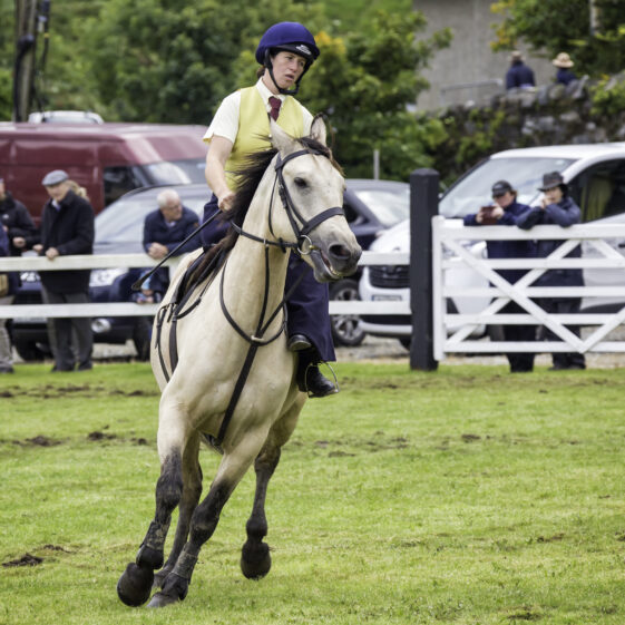 Connamara Ponies | Roger Harrison