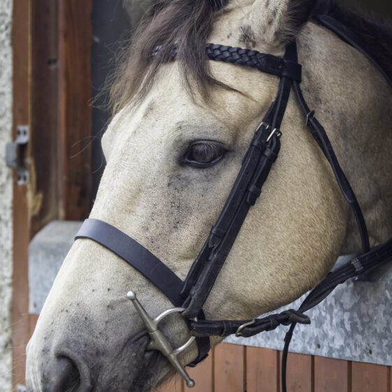 Connamara Ponies | Roger Harrison
