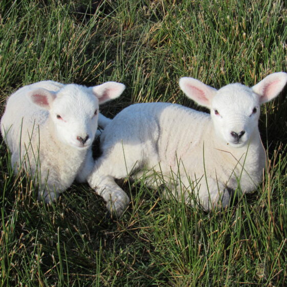 Cashel in April | Gracie McDonagh