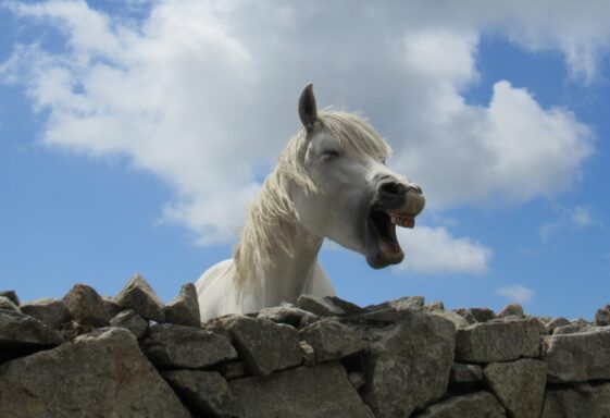 Cashel