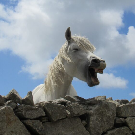 Cashel in May | Gracie McDonagh