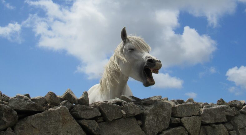 Cashel in May | Gracie McDonagh