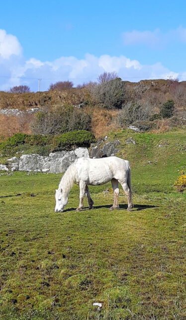 Pony grazing | Miryam Harris