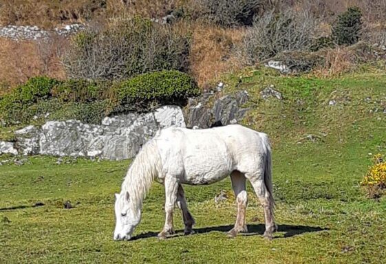 Pony grazing