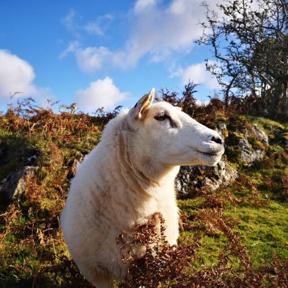 Sheep in Cashel | Gracie McDonagh