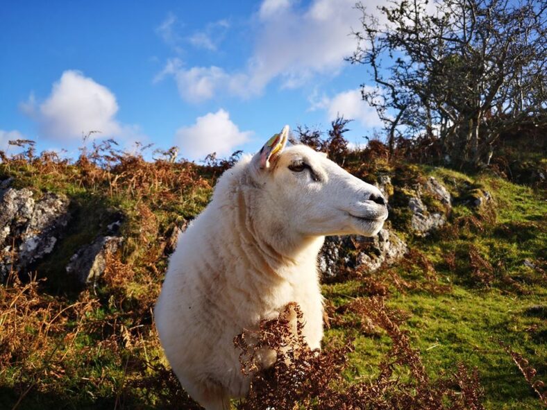 Sheep in Cashel | Gracie McDonagh