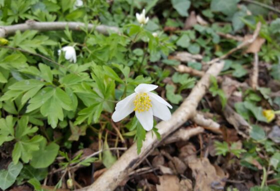 Spring flowers