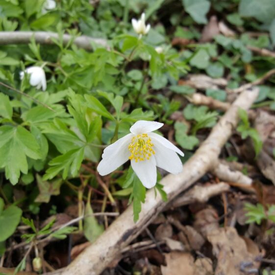 Coole Park spring flowers