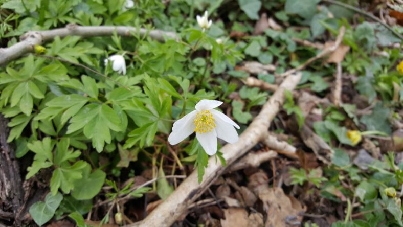 Coole Park spring flowers