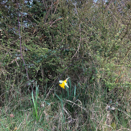 Daffodil in isolation | Marian Donohue 