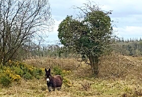 Donkey on Ballymageraghty Bog