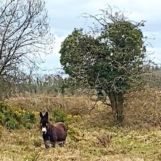 Donkey on Ballymageraghty Boy, Moylough | Joanie Mannion