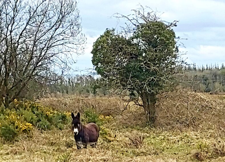 Donkey on Ballymageraghty Boy, Moylough | Joanie Mannion