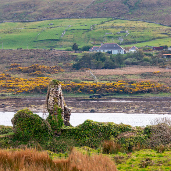 Galway Beo