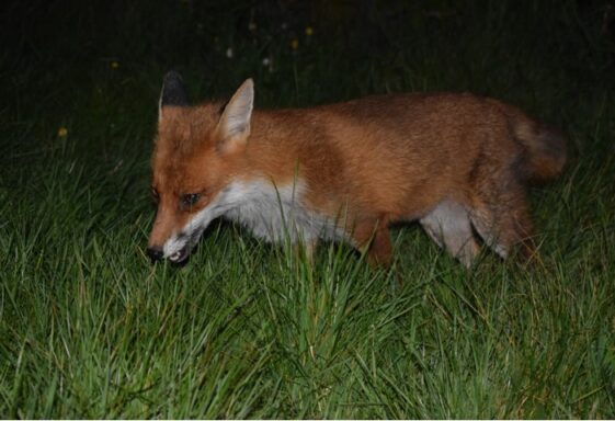 Fox