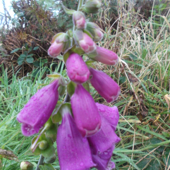 Foxglove | Photo: Bernie Doherty