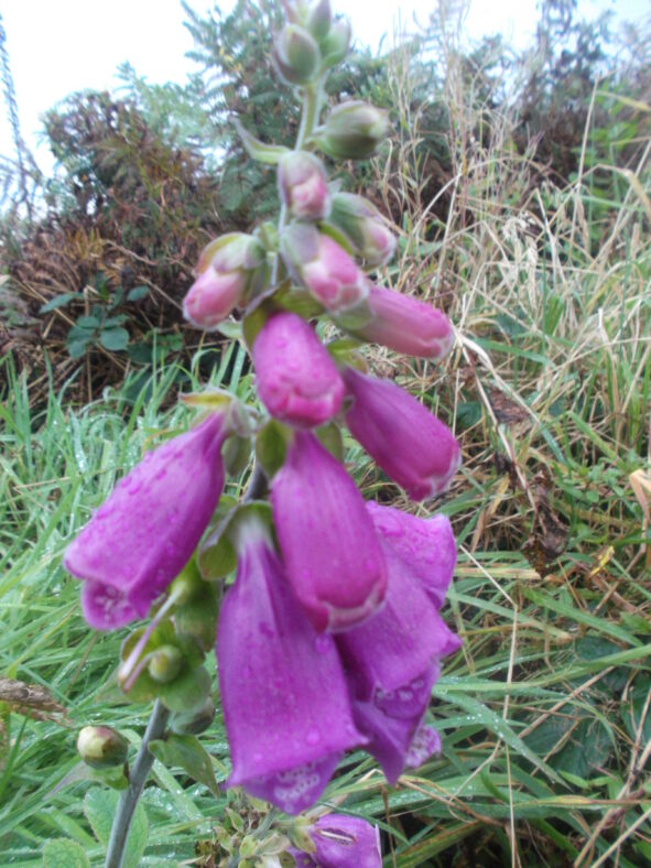 Foxglove | Photo: Bernie Doherty