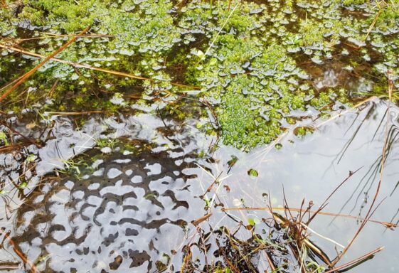 Frog spawn in the Kilchreest uplands