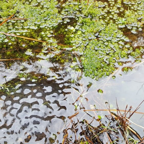 Frog spawn in the Kilchreest uplands