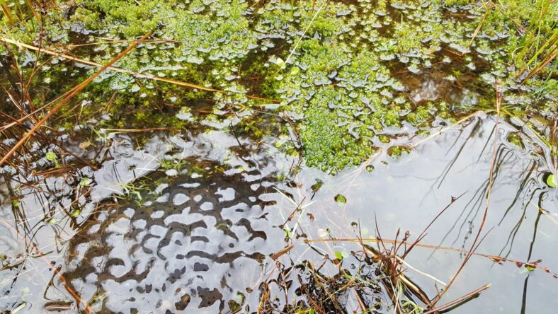 Frog spawn in the Kilchreest uplands