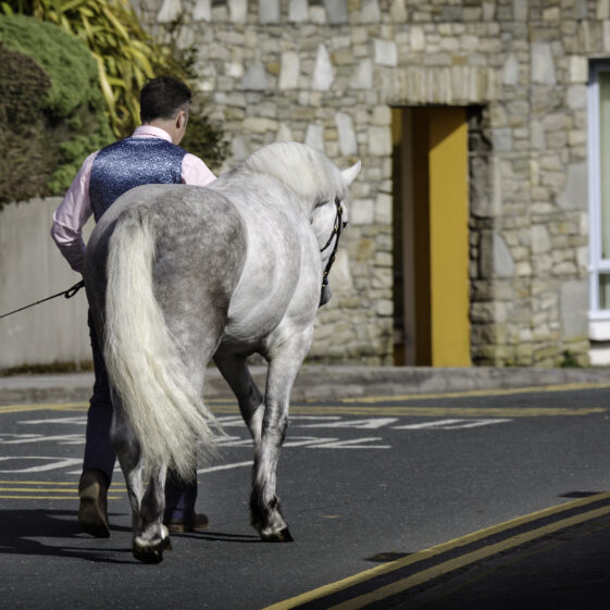 Connamara Ponies | Roger Harrison