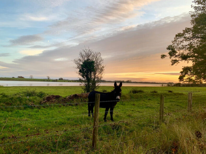 Glenamaddy | Siobhán Power