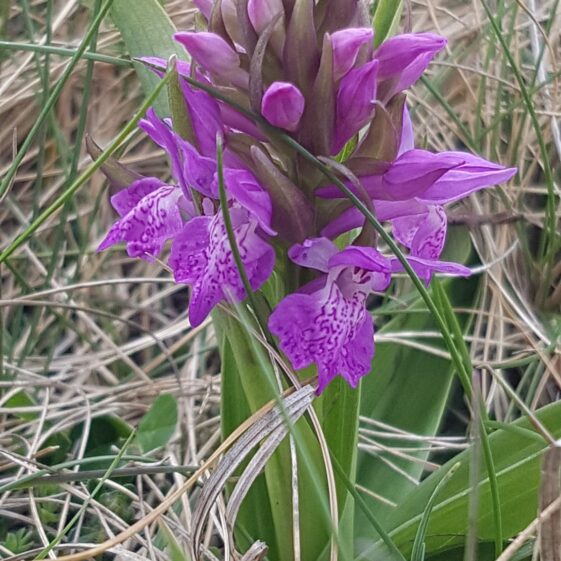 Orchid | Paddy Crowe