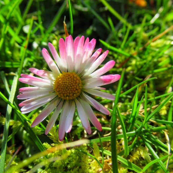 Kiltullagh10 Daisy, also important for pollinator | Michelle Mitchell