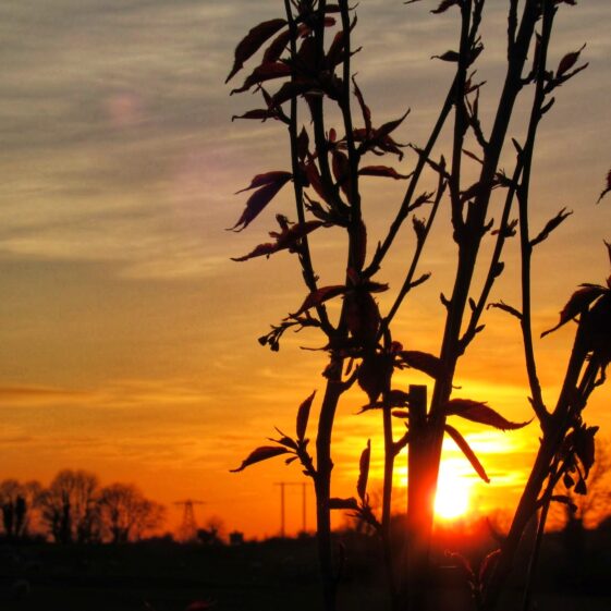 Kiltullagh12 Sun setting in Kiltullagh | Michelle Mitchell
