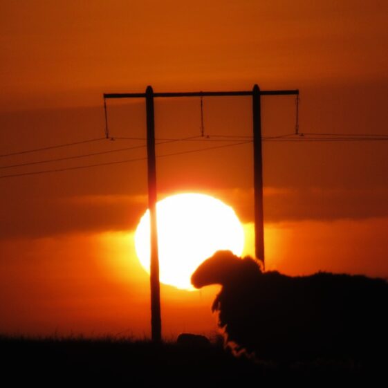 Kiltullagh13 Ewe in sunset | Michelle Mitchell