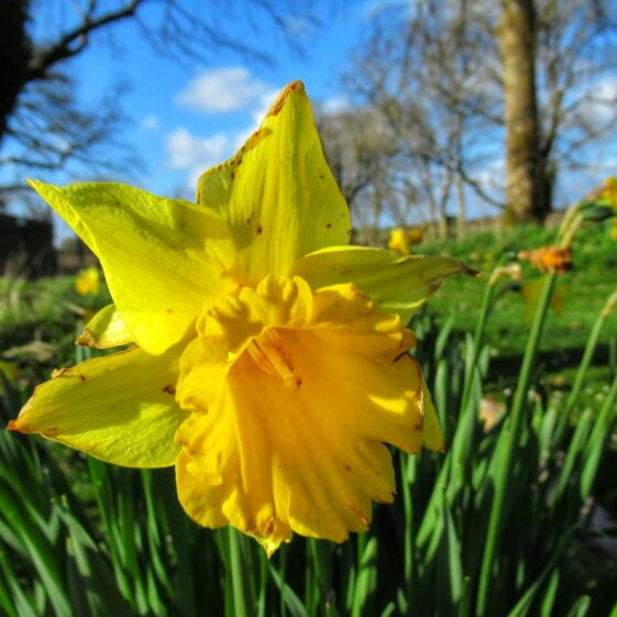 Kiltullagh14 Daffodil | Michelle Mitchell