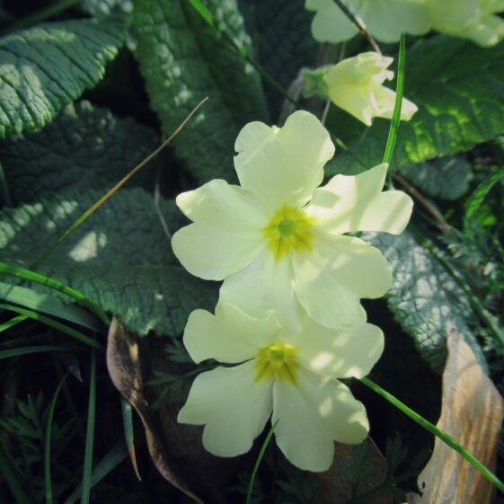 Kiltullagh15 Primroses are in flower now in our woodlands, hedgerows and along road verges | Michelle Mitchell