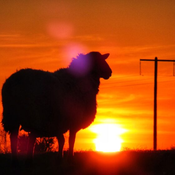 Kiltullagh16 Sheep in Sunset | Michelle Mitchell