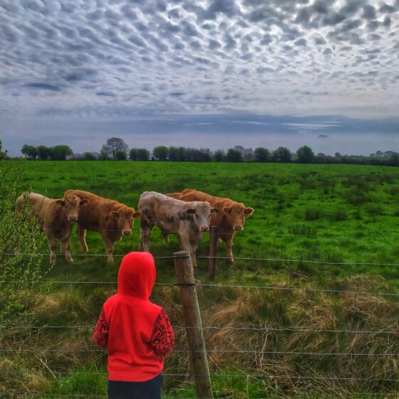 Kiltullagh17 Watching the cows | Marian Mitchell
