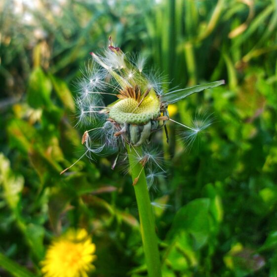 Kiltullagh2 A dandelion flowerhead gone to seed | Michelle Mitchell