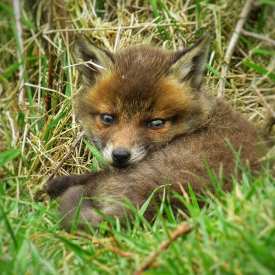 Kiltullagh20 Fox cub | Michelle Mitchell