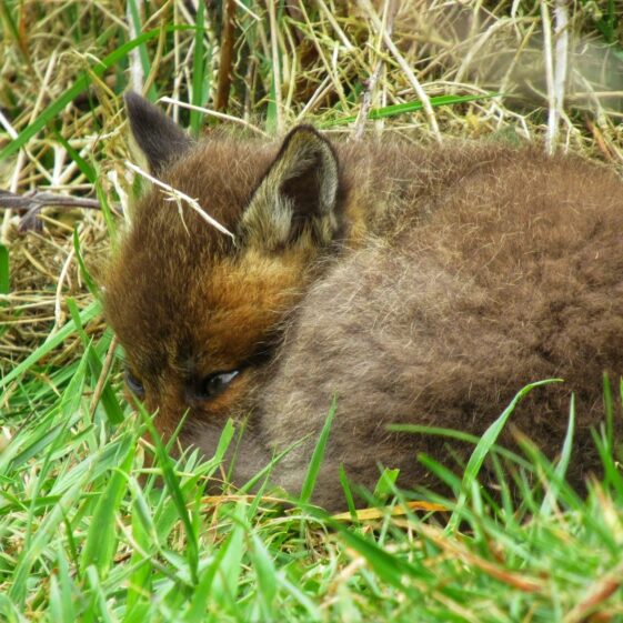 Kiltullagh21 Fox cub | Michelle Mitchell