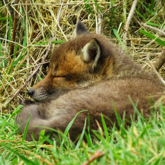 Kiltullagh22 Fox cub sleeping | Michelle Mitchell