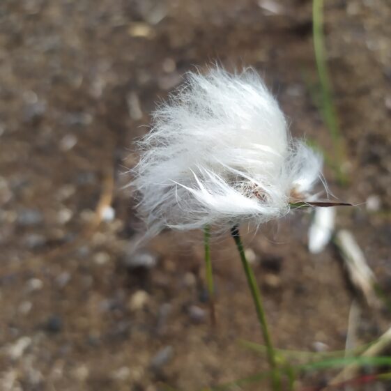 Kiltullagh23 Bog cotton | Michelle Mitchell