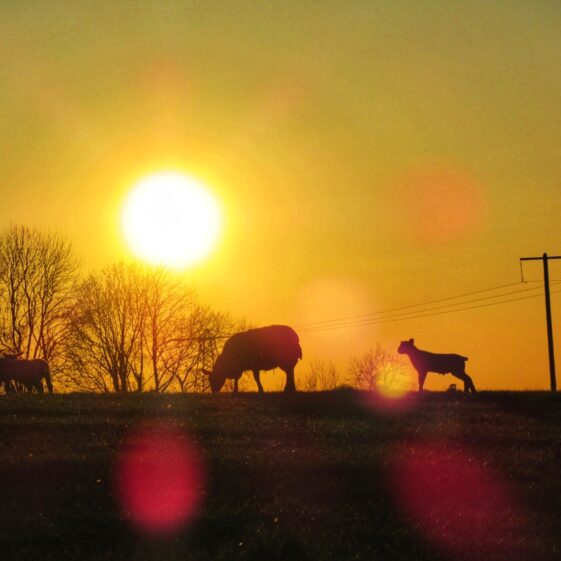 Kiltullagh3 Sunset | Michelle Mitchell