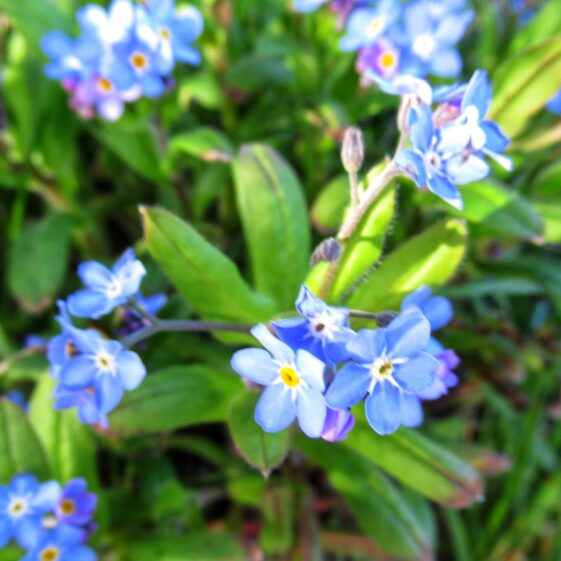 Kiltullagh4 Forget-me-not | Michelle Mitchell