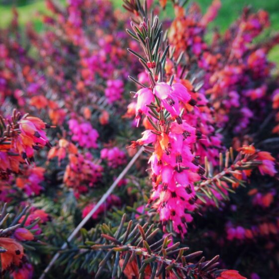 Kiltullagh5 Ling Heather | Michelle Mitchell