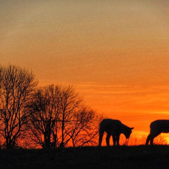 Kiltullagh6 Lambs in sunset | Michelle Mitchell