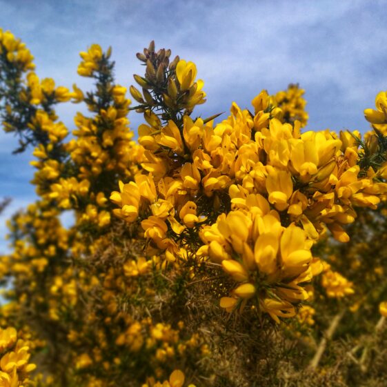 Kiltullagh7 Gorse in bloom | Michelle Mitchell