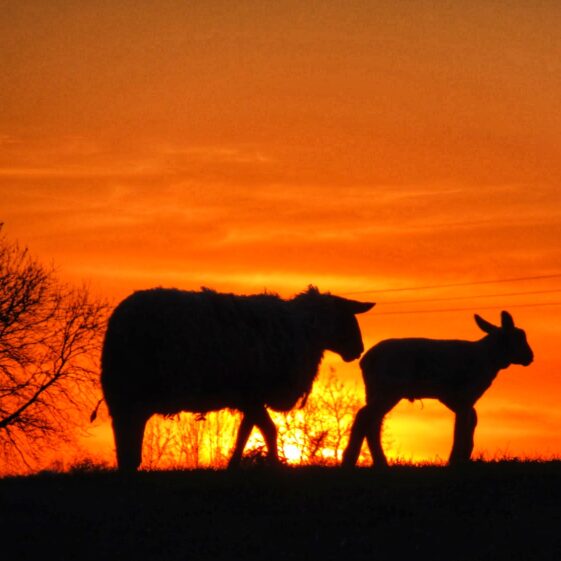 Kiltullagh8 Ewe and Lamb in sunset | Michelle Mitchell