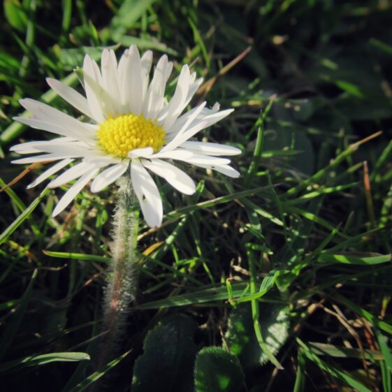 Kiltullagh9 Daisy | Michelle Mitchell