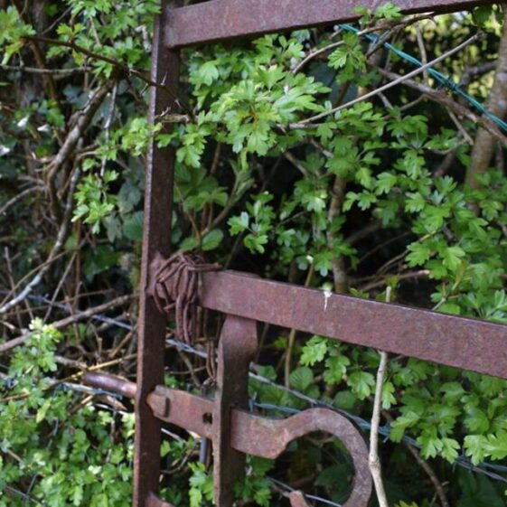 Walk in the woods | Marian Hardiman