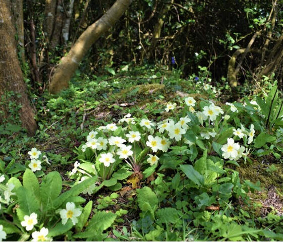 Walk in the woods | Marian Hardiman