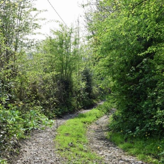 Walk in the woods | Marian Hardiman