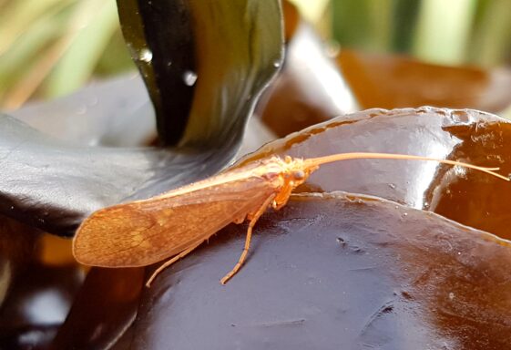Moth